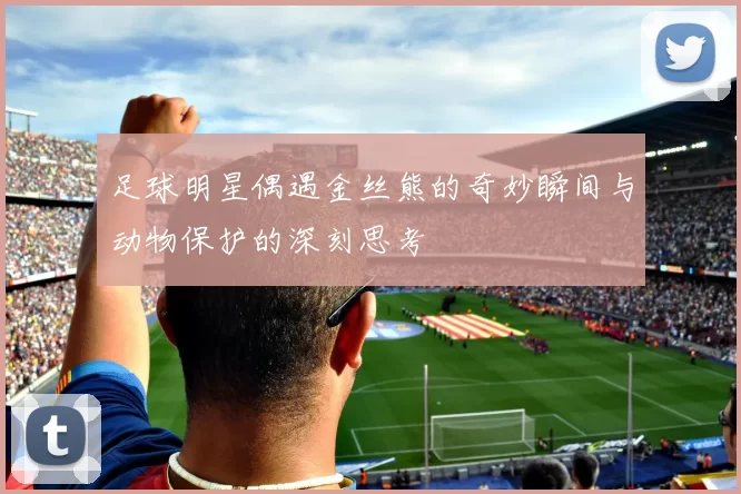 足球明星偶遇金丝熊的奇妙瞬间与动物保护的深刻思考